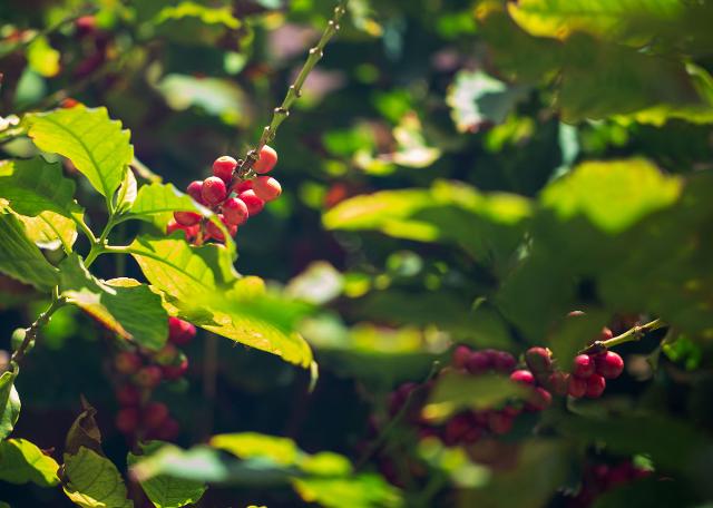 La Sicilia adesso è anche terra di caffè