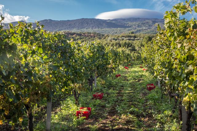 Vendemmia Donnafugata sull'Etna