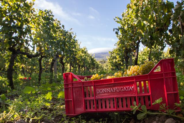 Vendemmia Donnafugata