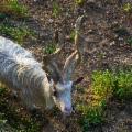La Sicilia che resiste nei Presìdi Slow Food