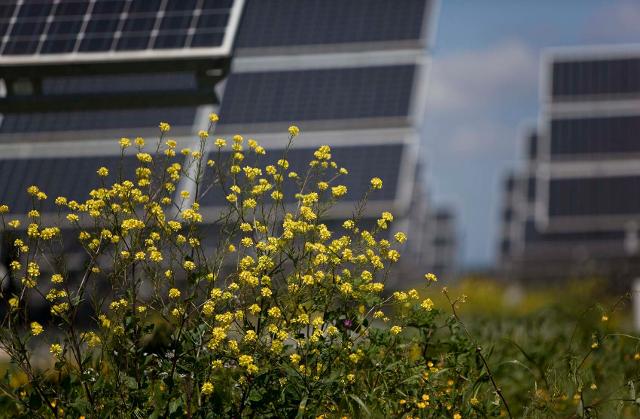 L'attività agricola nella zona del campo agrivoltaico verrà gestita da imprese locali...