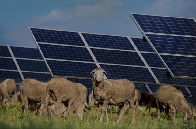 Il parco agrivoltaico Falck Renewables sorgerà su terreni lasciati incolti nell'ultimo ventennio, sporadicamente utilizzati come pascolo...