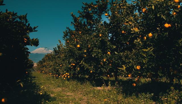 Gli agrumi di Oranfrizer, le radici siciliane che si nutrono di innovazione