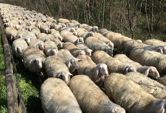 Il Distretto è pronto a trasformare questa importante materia prima, la lana, da costo aziendale a ricavo Il Distretto è pronto a trasformare questa importante materia prima, la lana, da costo aziendale a ricavo
