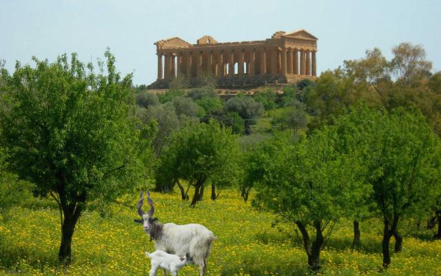 Sapevate che dietro la Capra Girgentana c'è il mito della capra Amaltea?