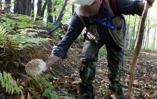 Raccolta funghi sull'Etna, prima intossicazione dell'anno