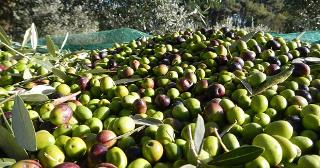 La raccolta delle olive in Sicilia è diventata un ''pacchetto vacanza''