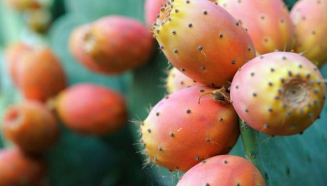 Il fico d'India è in assoluto la pianta da frutto che impiega meno acqua al mondo...