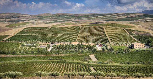 Con quasi 98 mila ettari, il vigneto siciliano è il più grande d'Italia...