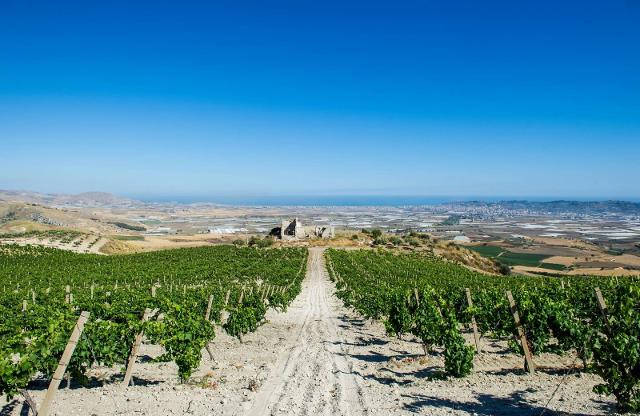 I vigneti della Cantina Quignones, posti sulla collina di Sant'Oliva che si affaccia sulla piana di Licata