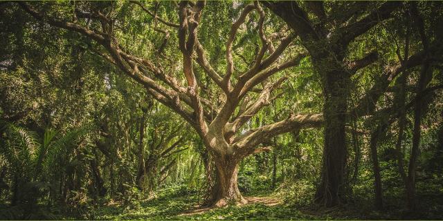 Progetto weTree