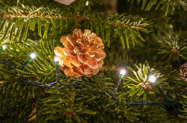 È tempo di addobbare un albero di Natale vero! Per una festa più sostenibile