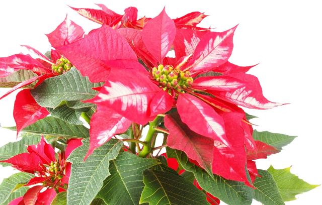 L'Euphorbia pulcherrima, meglio nota come Poinsettia e ancora meglio come Stella di Natale, è una pianta classica delle abitazioni invernali, in particolare durante le feste.