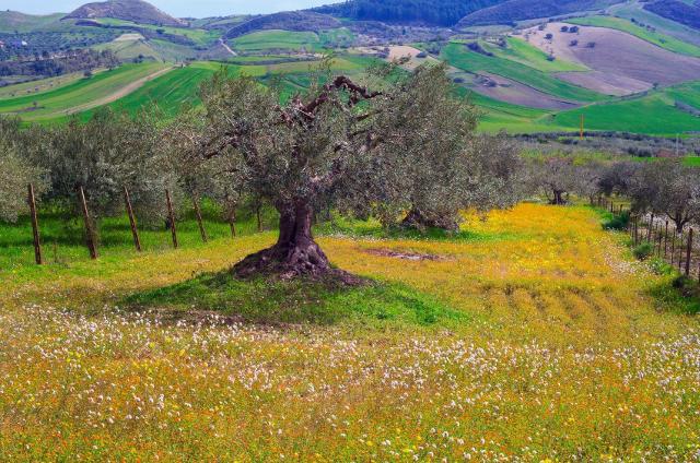 "Route4rural project" è un'iniziativa della startup siciliana "Digital4rural", ideata come supporto alle aziende agricole che scelgono di diversificare il proprio business...
