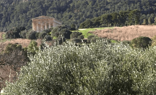 Ulivo nel Parco Archeologico di Segesta
