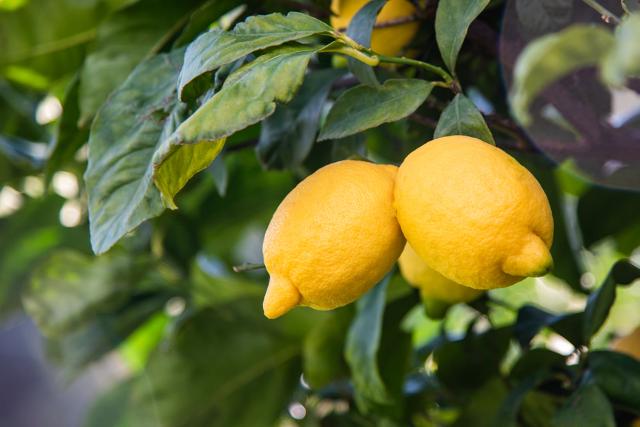 Limone Interdonato di Messina IGP