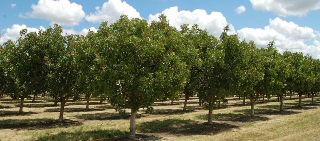 Pistacchieto in California