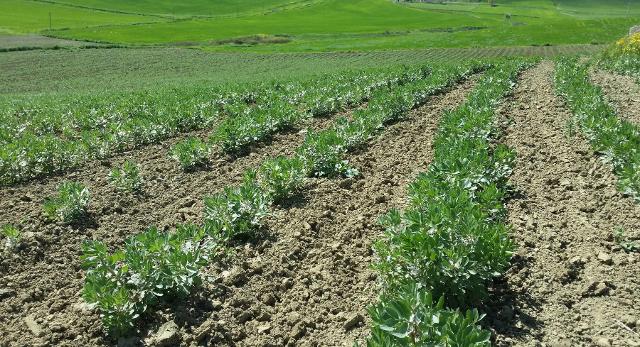 Un campo di fave larghe a Leonforte