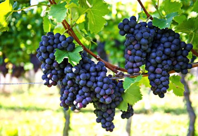 Le origini del Nero d'Avola risalgono al XVII secolo, quando il vitigno, conosciuto come Calabrese nero, era già apprezzato per la qualità e l'intensità dei suoi vini...