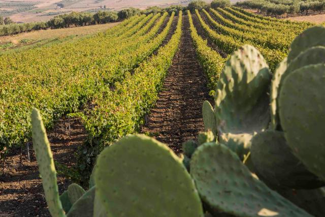 Vigneto DOC Sicilia