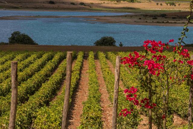 I vini DOC Sicilia diventano simbolo di unione tra culture e popoli