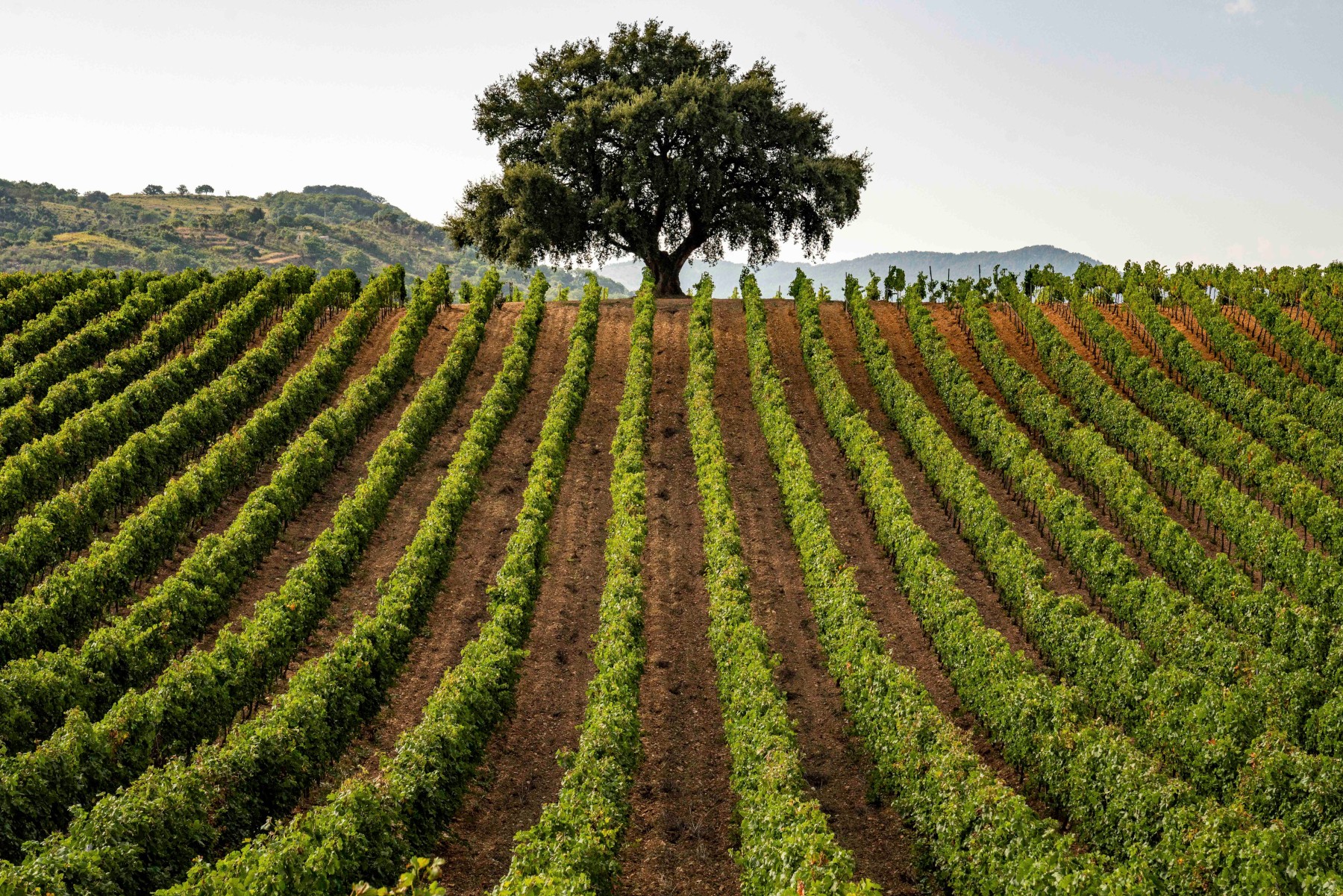 Il Consorzio Vini DOC Sicilia impegnato nella valorizzazione della biodiversità viticola siciliana