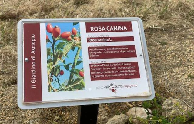 L'intervento di green conservation al Tempio di Asclepio