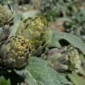 La Sicilia che resiste nei Presìdi Slow Food