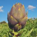 La Sicilia che resiste nei Presìdi Slow Food