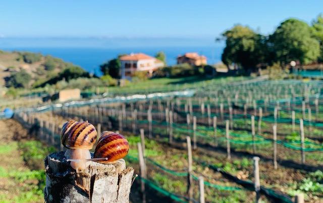 Il campo di elicicoltura dell'azienda dei fratelli Miceli