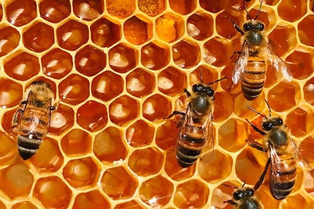 Il miele, le api e la Sicilia...