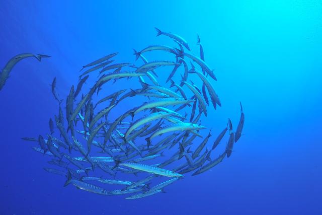 Un banco di barracuda nelle acque di Ustica