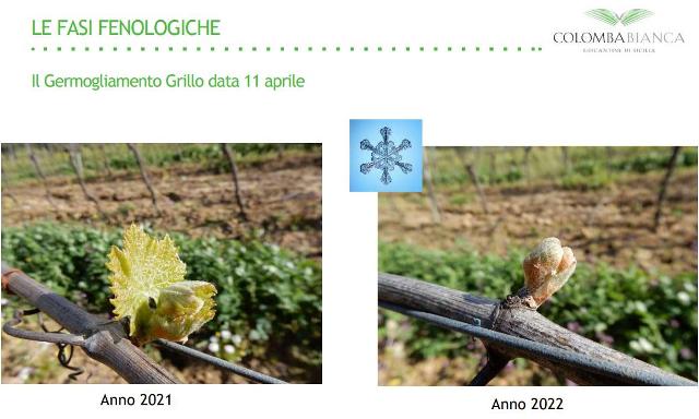 Il Germogliamento del Grillo in in data 11 aprile del 2021 e 2022