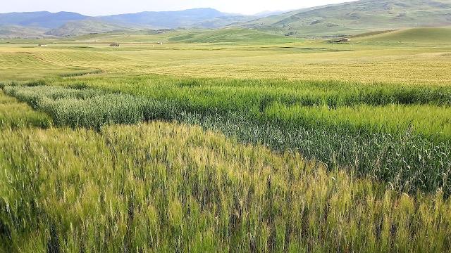 Campi di frumento varietali