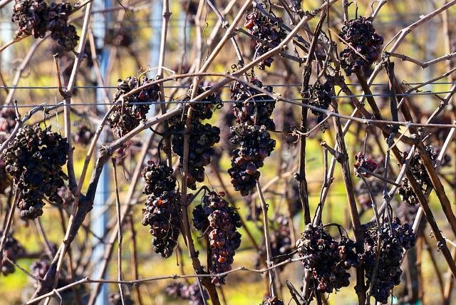 Vigneto colpito dal clima avverso
