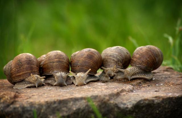 Progetto Smart Up - "Miglioramento della Competitività e Sostenibilità delle Filiere mediterranee agroalimentari attraverso il Recupero di Scarti e Sottoprodotti, la Tutela della Biodiversità e lo Sviluppo di nuovi Prodotti"