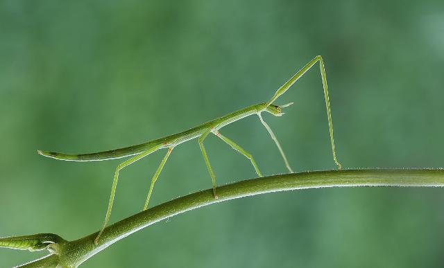 Ejemplar de insecto palo