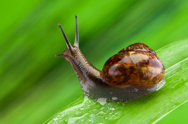 Elicicoltura: un promettente business nel comparto agricolo