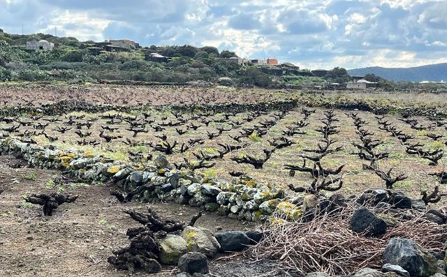Tenuta Bastonaca prosegue il progetto ''Alberelli di Sicilia'': dopo l'Etna, Pantelleria