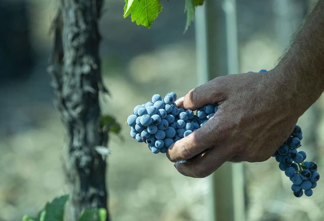 Vendemmia uve a bacca rossa