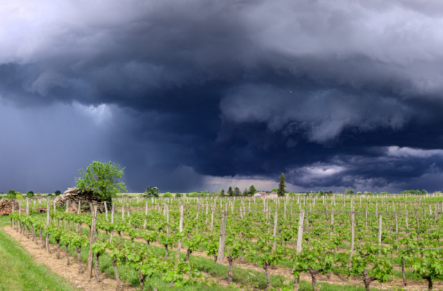 Come difendere la viticoltura siciliana dagli effetti del cambiamento climatico?