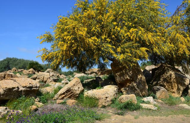 Una ginestra nella Valle dei Templi Una ginestra nella Valle dei Templi