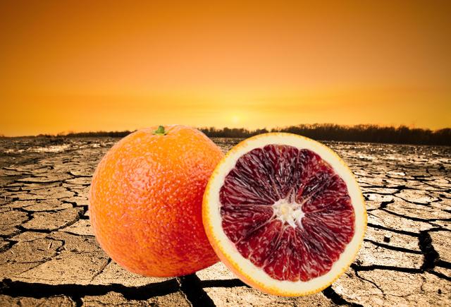 La siccità: croce per l'agricoltura, ''delizia'' per le arance rosse…