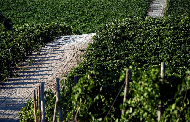 Tenuta San Giacomo, Butera (CL) - Cusumano 