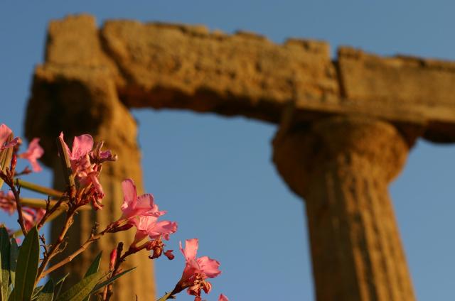 Fiori ai piedi del Tempio Fiori ai piedi del Tempio