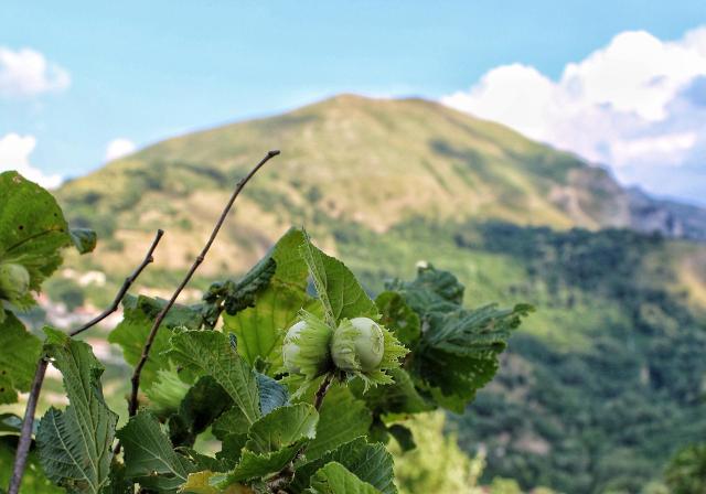 Sullo sfondo, monte San Pietro, l'altura che sovrasta Tortorici. Foto di Mauro Pizzato
