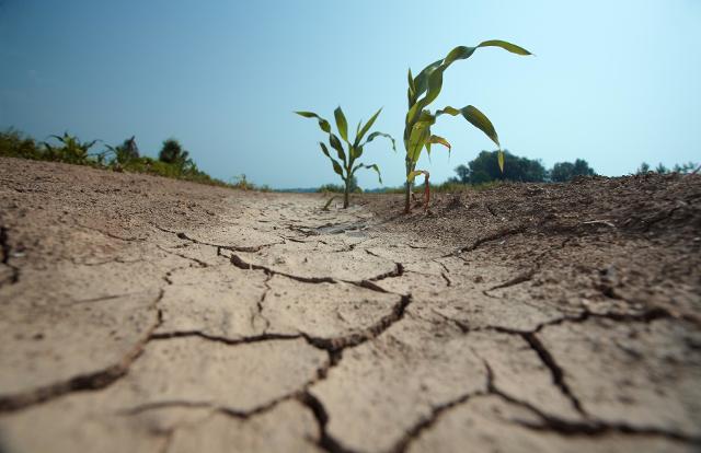 Il drammatico periodo di siccità che l'Italia (e non solo l'Italia) sta vivendo negli ultimi periodi ha fatto scattare lo stato d'emergenza in cinque Regioni, dove l'agricoltura ha subito danni straordinari...