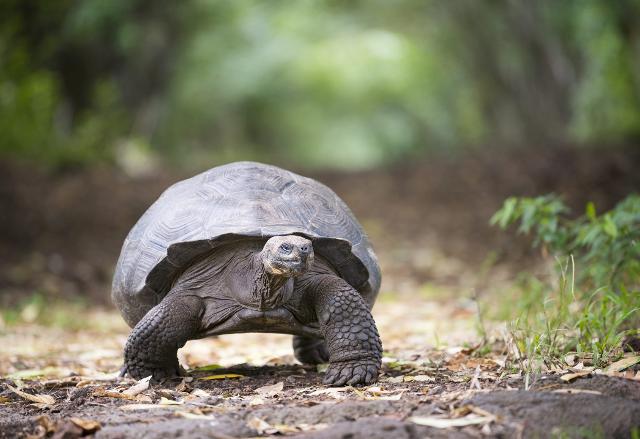 Scoperta una testuggine gigante in una grotta di Bagheria