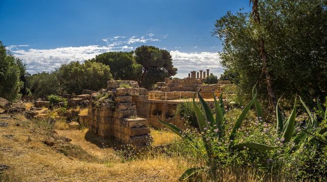 Vegetazione e piante nella Valle dei Templi Vegetazione e piante nella Valle dei Templi
