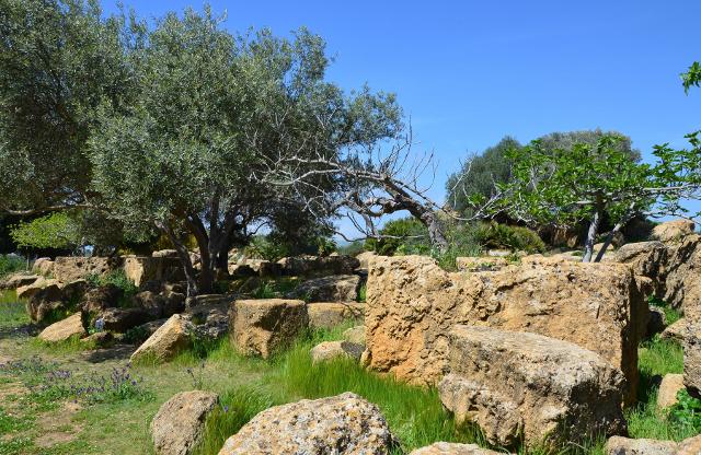 Alberi, vegetazione e piante nella Valle dei Templi Alberi, vegetazione e piante nella Valle dei Templi